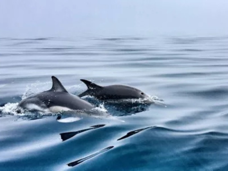 MSC Explora 1 durabilité environnementale